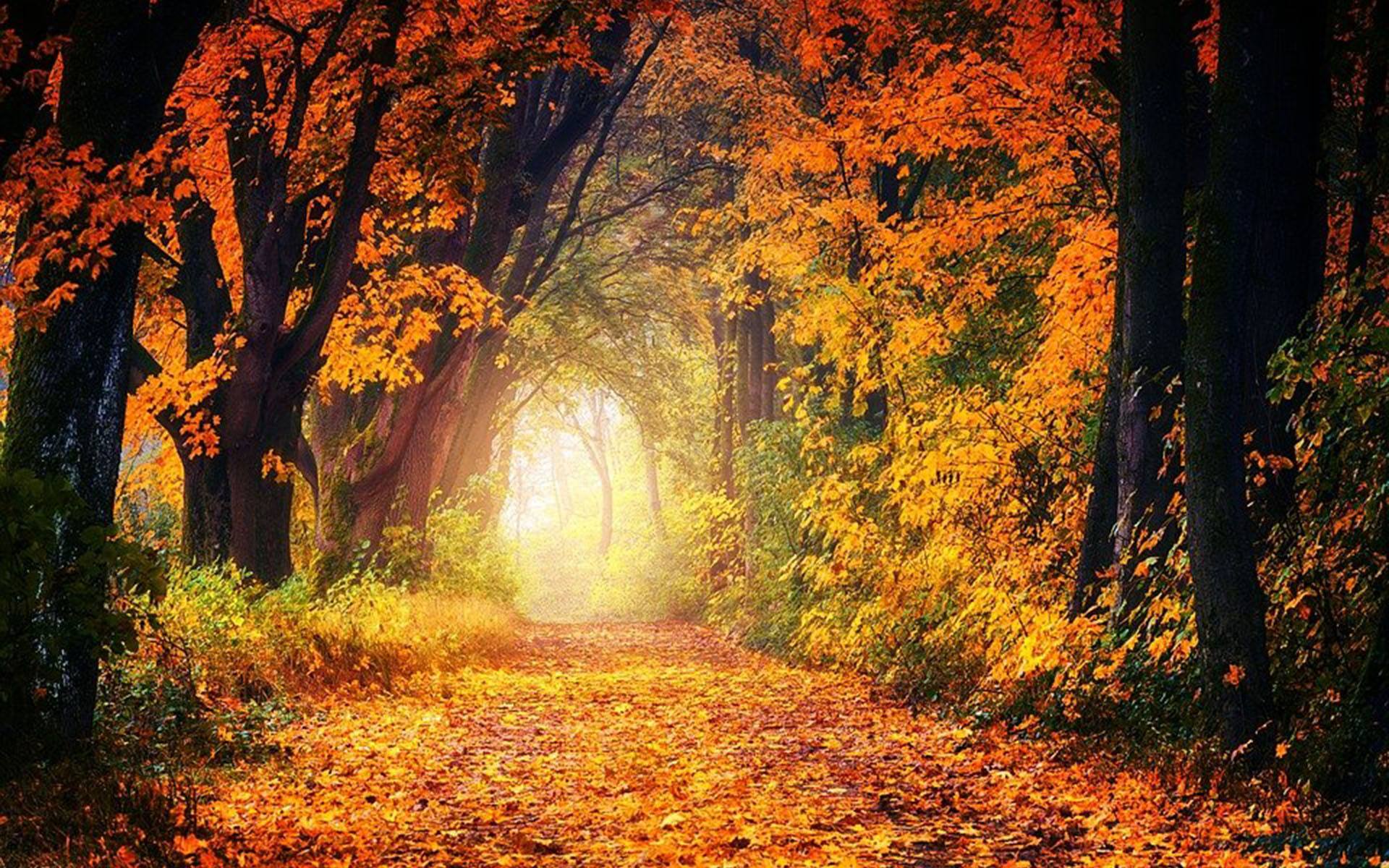 src=http___pic1.win4000.com_wallpaper_2020-10-15_5f87e84f24b60.jpg&amp;refer=http___.jpg