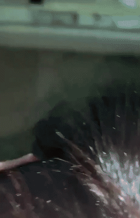 q (2).gif
