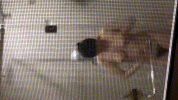 ucgif_20220212211713.gif